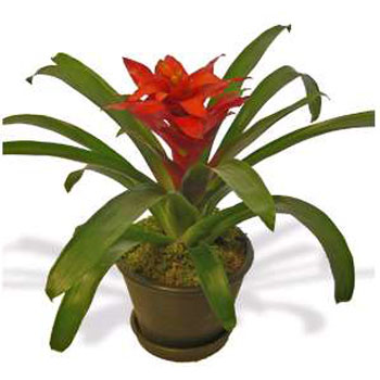 Bromeliad