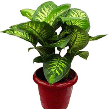 Dieffenbachia