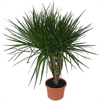 Dracena