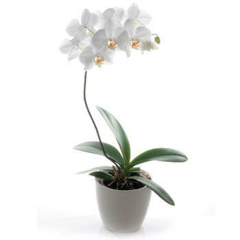 Phalaenopsis Orchid