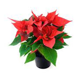 Poinsettia