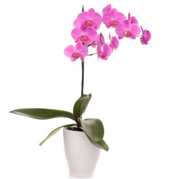 Phalaenopsis Orchid