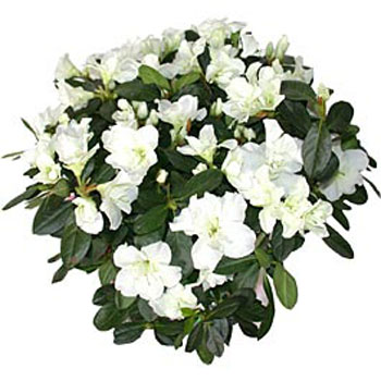 White Azalea