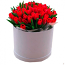 Red Tulips in a Round Box
