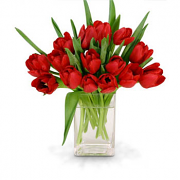 Bouquet of Red Tulips